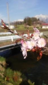 長野県信濃町桜