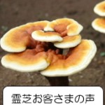 霊芝体験談