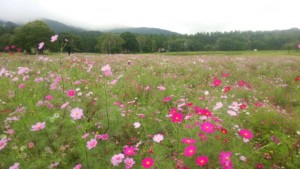 黒姫山のコスモス園