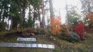 長野県信濃町の紅葉